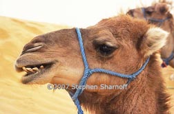 camel head thumbnail graphic